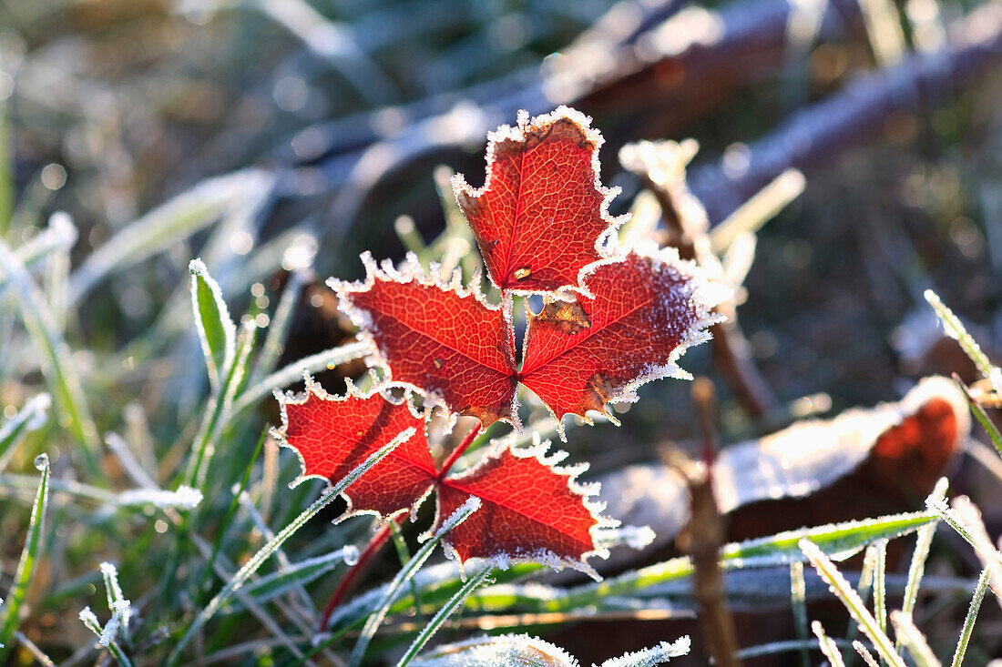 'Oregon, United States Of America; Frost On Autumn Leaves'