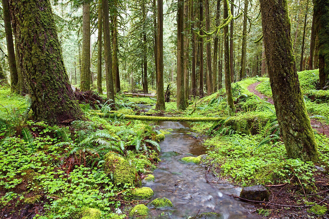 'A Trail And Stream Going Through Mount Hood National Forest; Oregon, Usa'