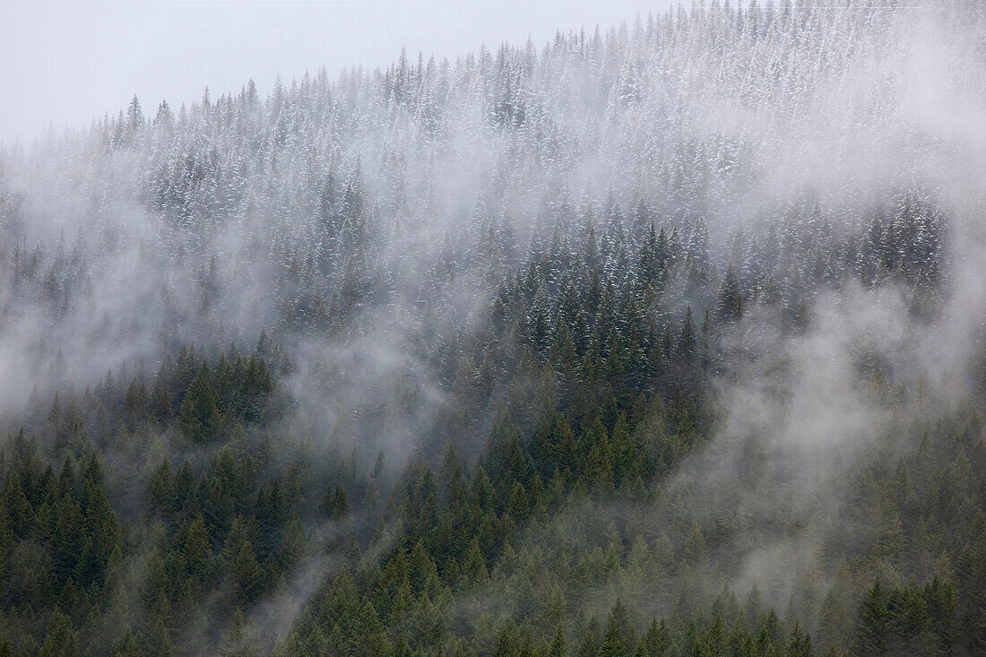 'Low Clouds Over The Forest In Mount Hood National Forest; Oregon, Usa'