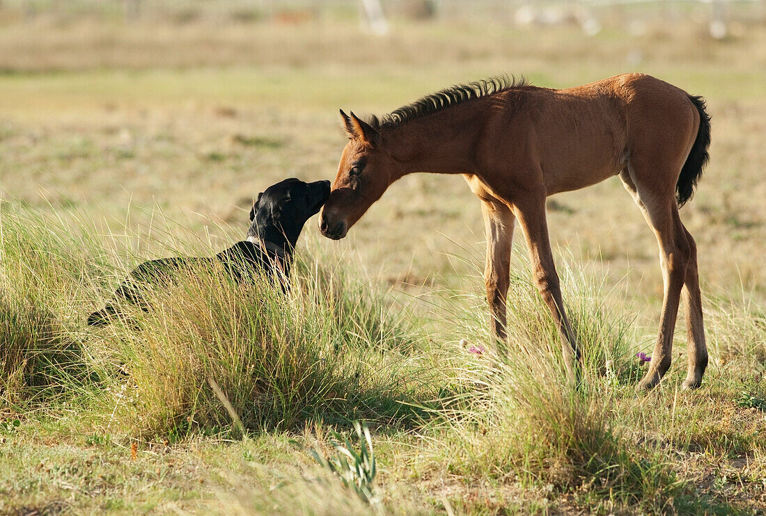 'A Dog And A Foal Greet Each Other; Tarifa, Cadiz, Andalusia, Spain'