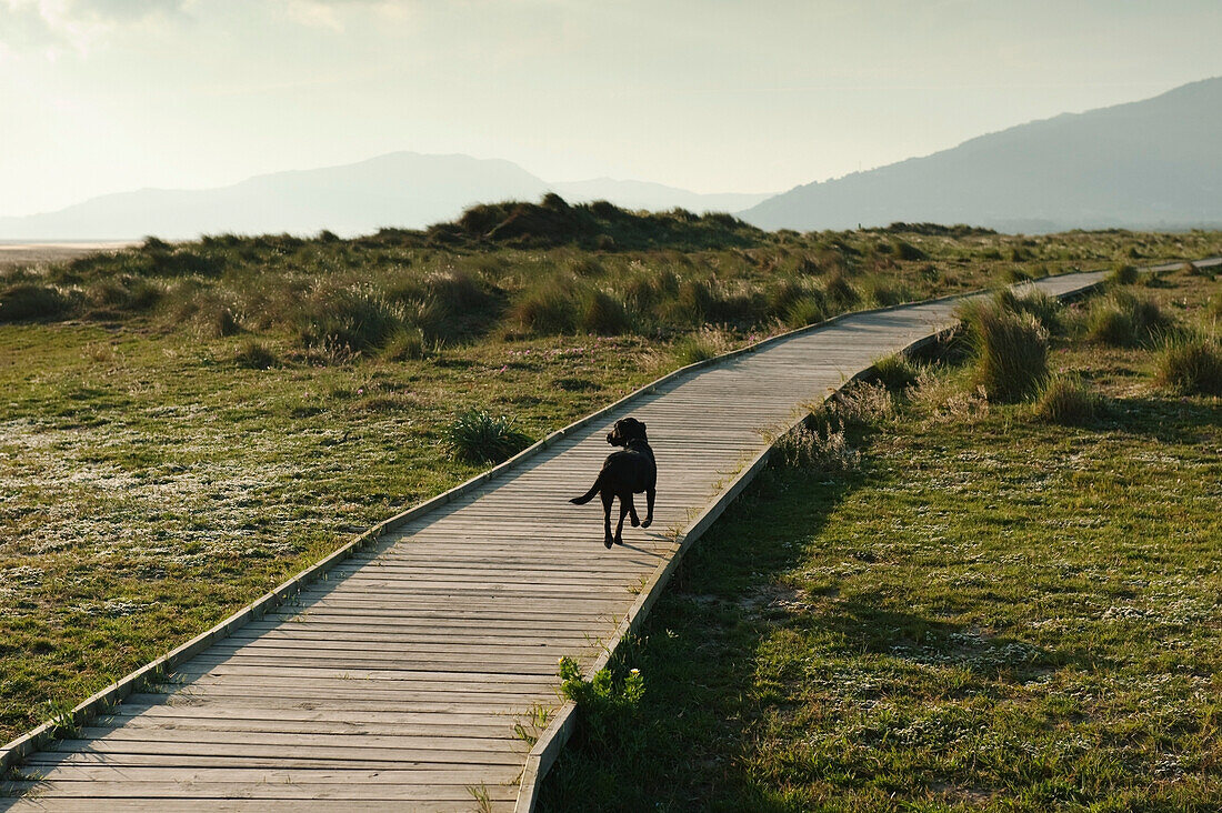 'A Dog Walking Down A Boardwalk In Costa De La Luz; Tarifa, Cadiz, Andalusia, Spain'