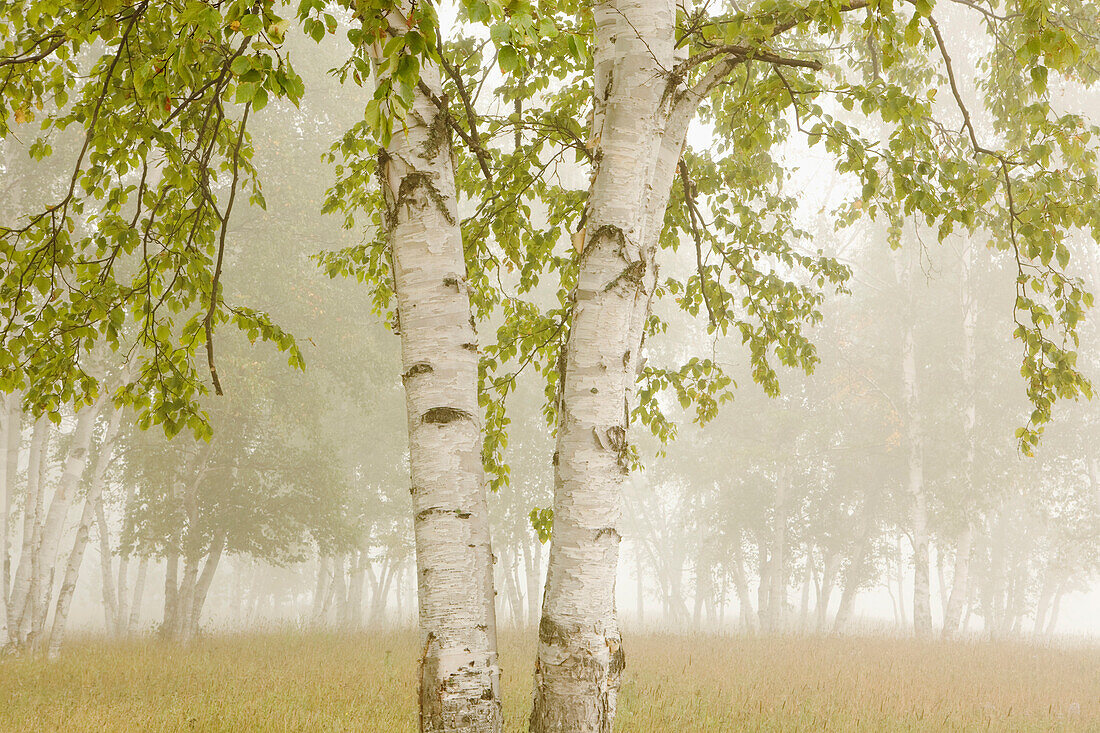 'Birch Trees In The Fog; Thunder Bay, Ontario, Canada'