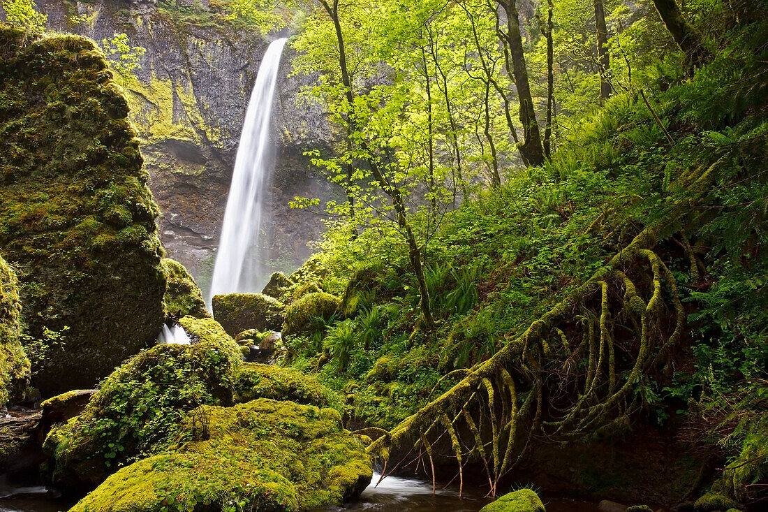 'A Waterfall In A Lush Forest; Oregon, Usa'