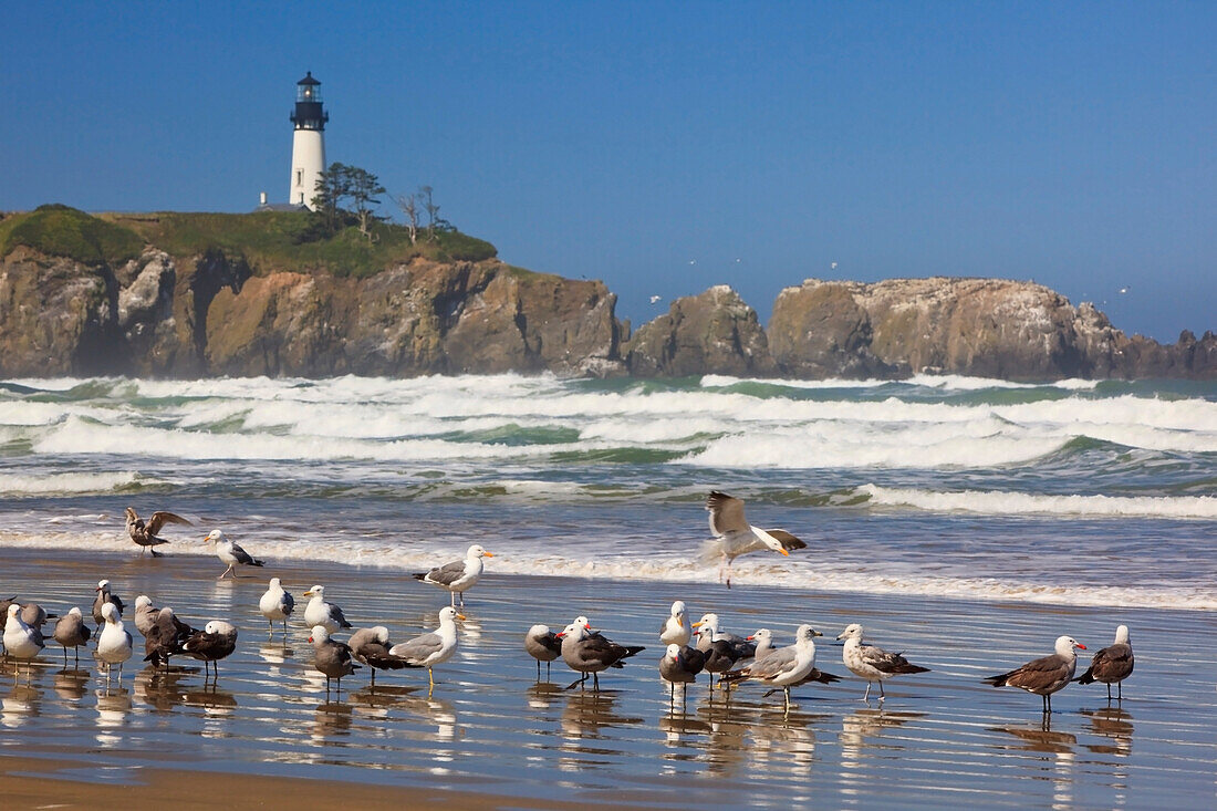 'Seagulls On The Beach And Yaquina Head Lighthouse On The Oregon Coast; Oregon, Usa'