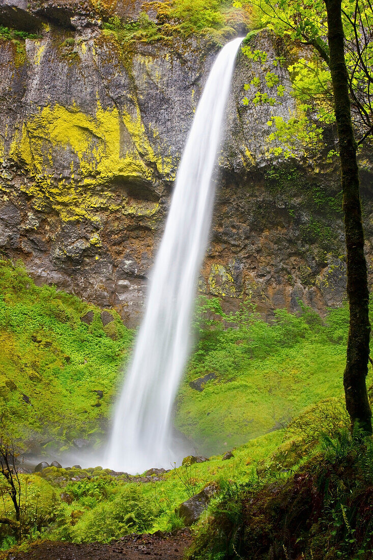 'Elowah Falls In Columbia River Gorge National Scenic Area; Oregon, Usa'