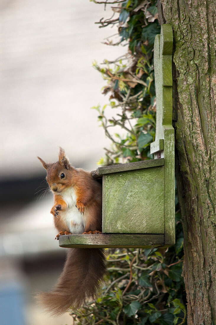 'Red Squirrel Perched On A Ledge On A Tree; Northumberland, England'