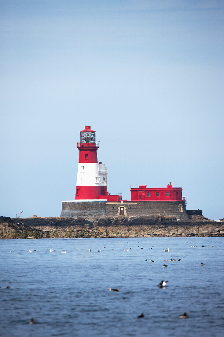 'Longstone Lighthouse And Guillemot In The Water; Farne Islands, Northumberland, England'