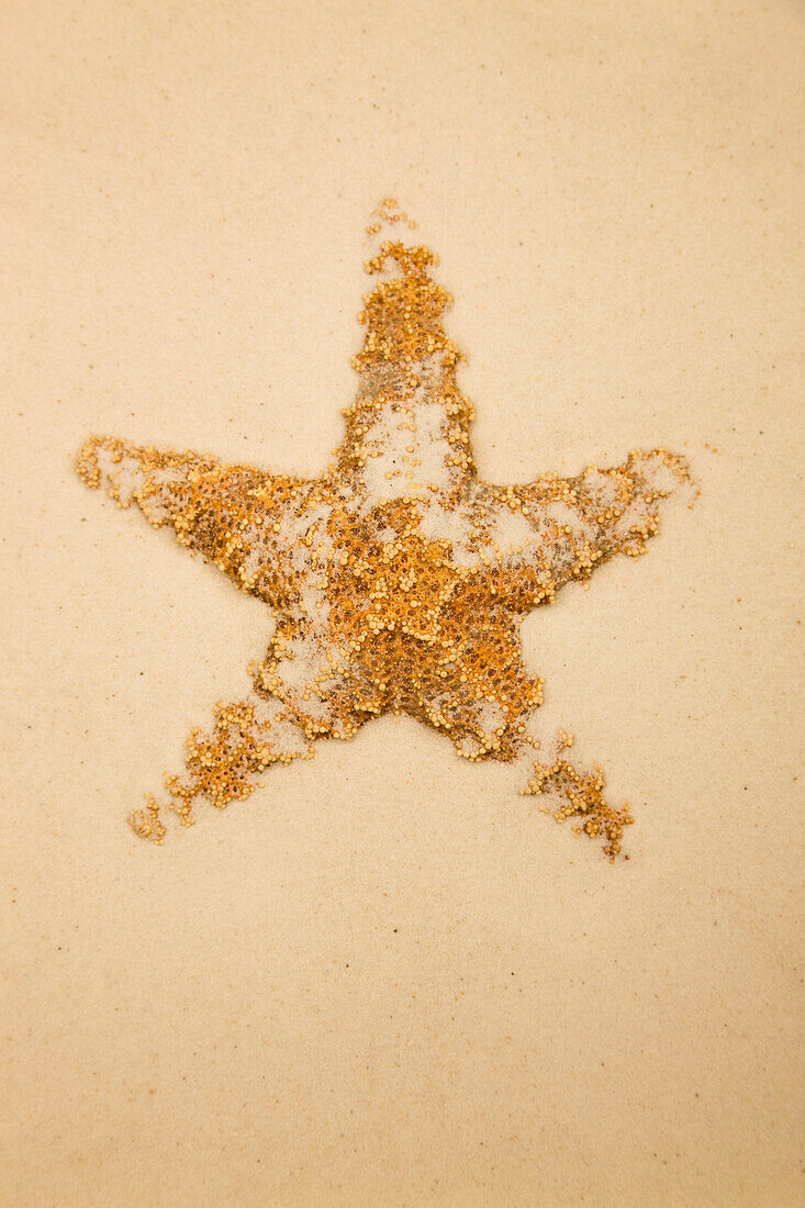 'Starfish In The Sand; Edmonton, Alberta, Canada'