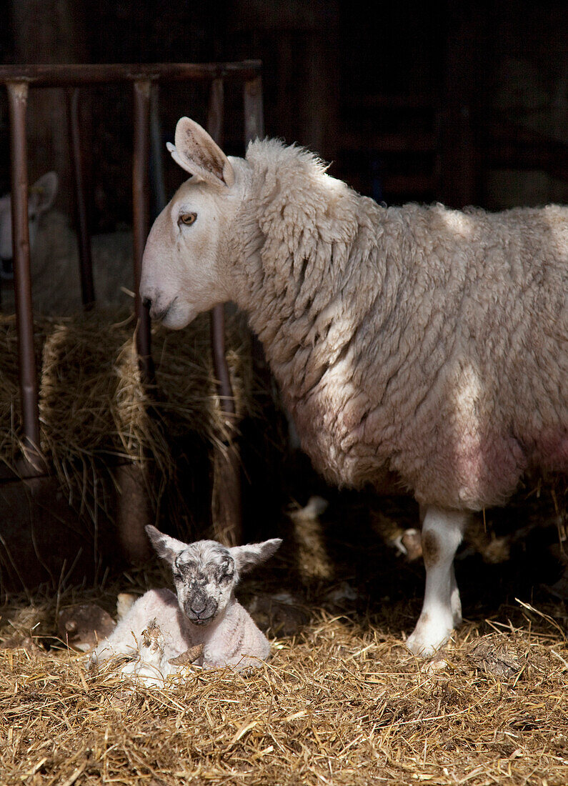 'A Sheep With A Lamb Laying In The Hay; Northumberland, England'