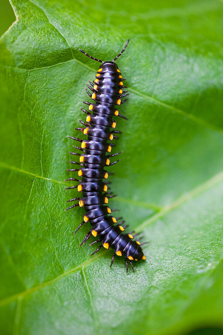 'A Centipede On A Leaf In Columbia River Gorge National Scenic Area; Oregon, Usa'