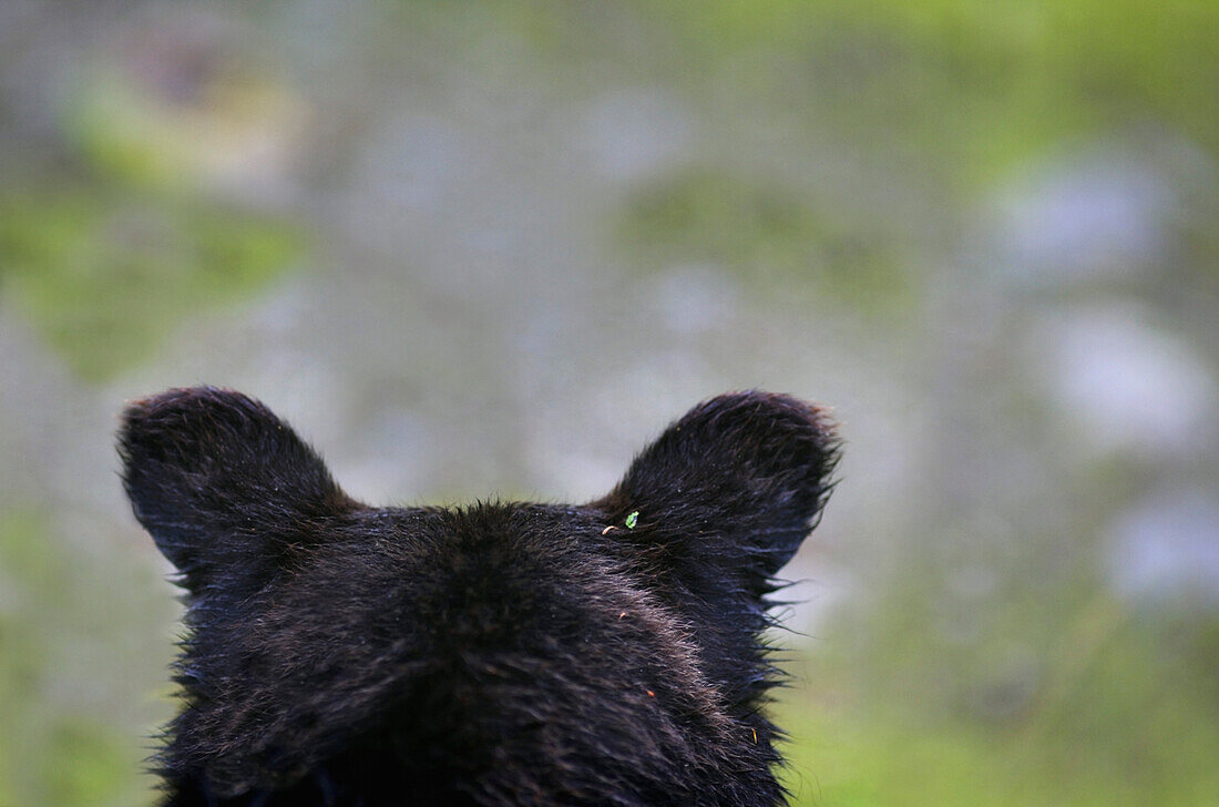 'The Back Of A Grizzly Bear (Ursus Arctos Horribilis) Head; Hyder, Alaska, Usa'