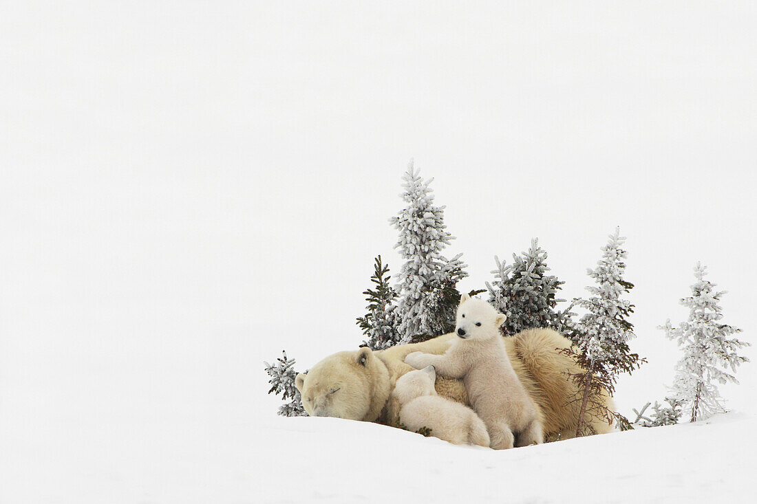 'Polar Bear (Ursus Maritimus) Mother And Her Cubs Playing In The Snow In Wapusk National Park; Churchill, Manitoba, Canada'