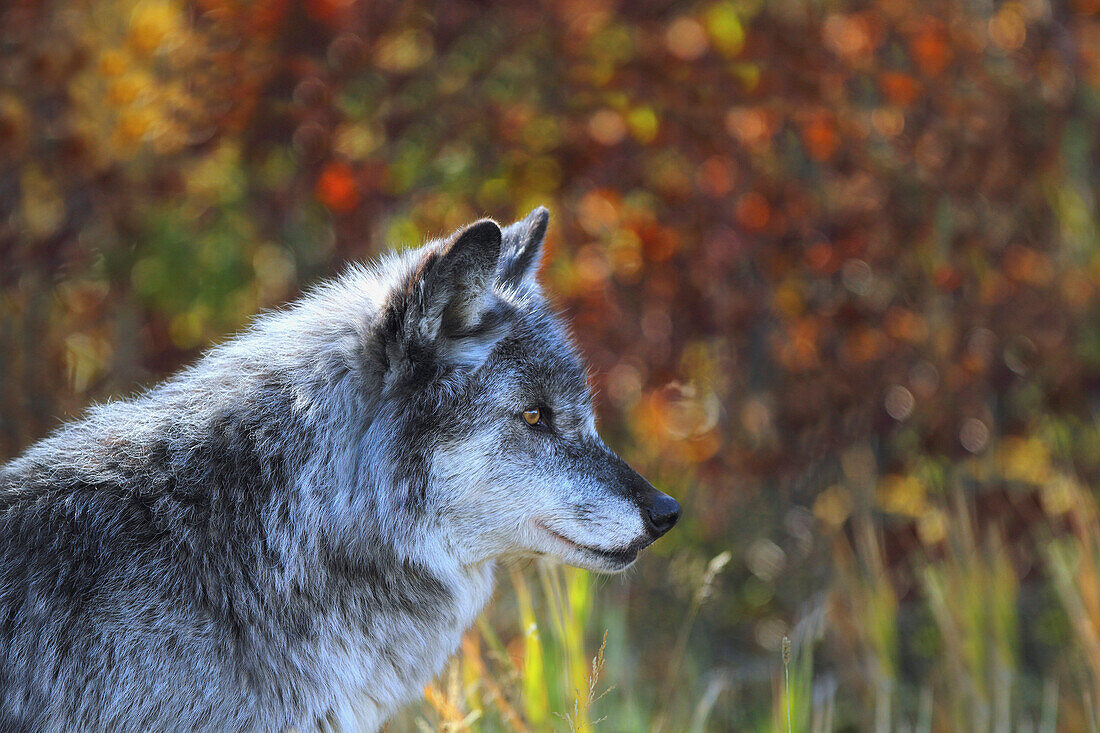 'Wolf (Canis Lupus); Golden, British Columbia, Canada'