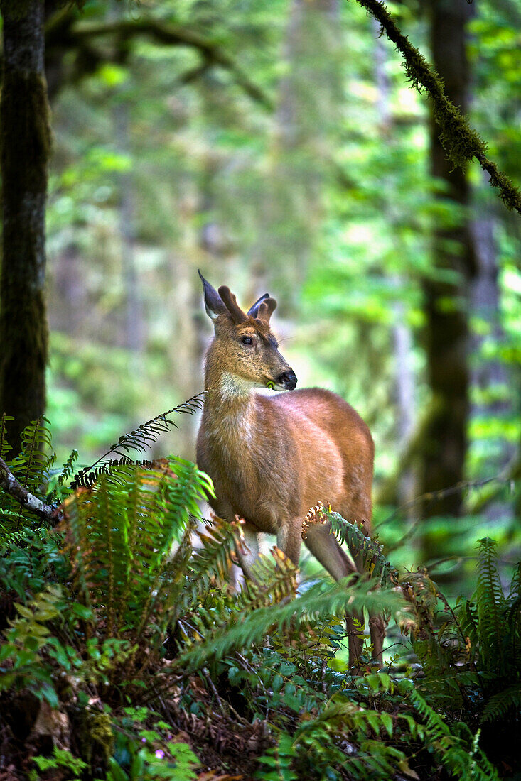 'White-Tailed Deer (Odocoileus Virginianus) Chewing On A Leaf In Olympic National Park; Port Angeles, Washington, Usa'