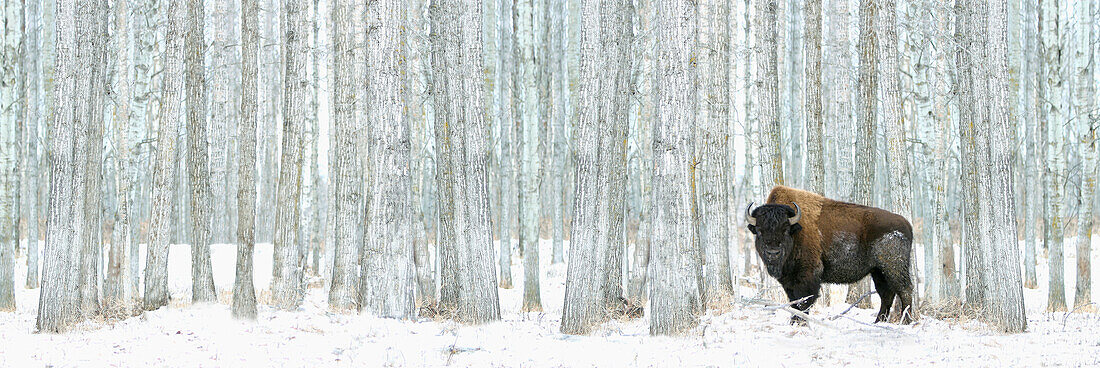 'Buffalo Standing In Snow Among Poplar Trees In Elk Island National Park; Alberta, Canada'