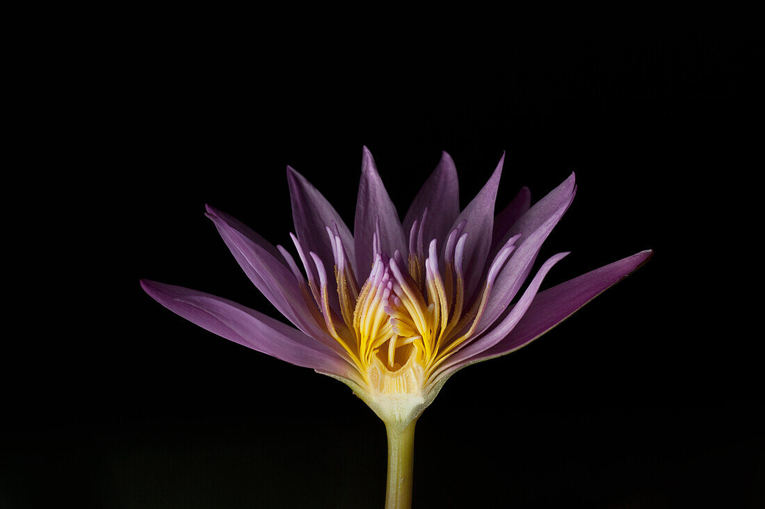 'Purple Lotus With Missing Petals; Chiang Mai, Thailand'