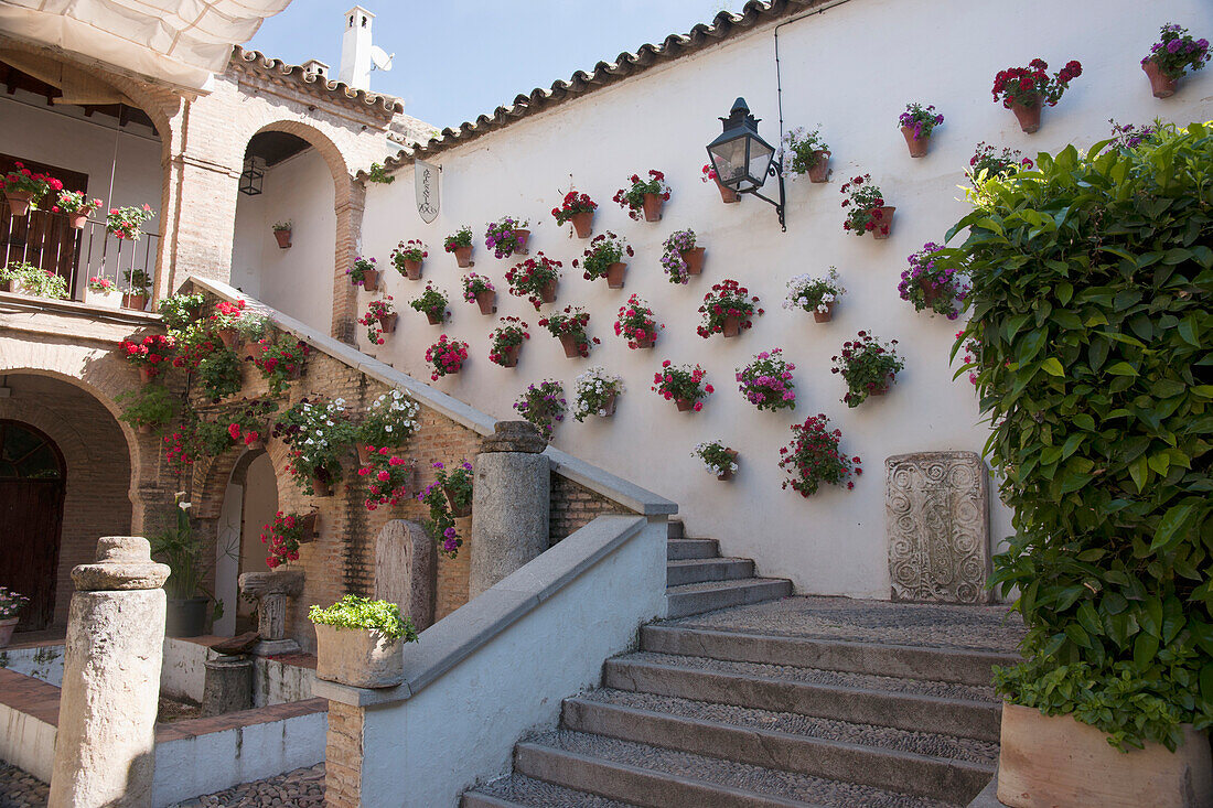 'Wall Of Potted Plants At Cathedral Of Our Lady Of The Assumption; Cordoba, Spain'