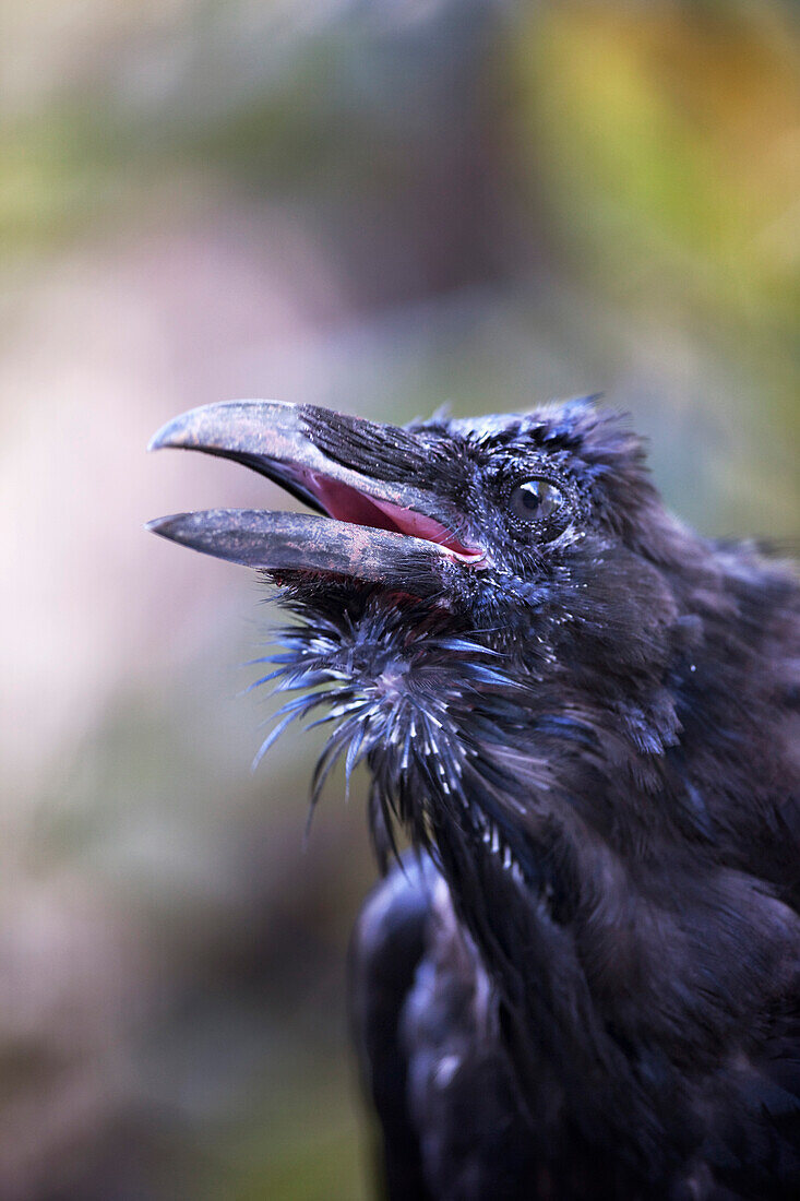 'Raven; Hyder, Alaska, Usa'