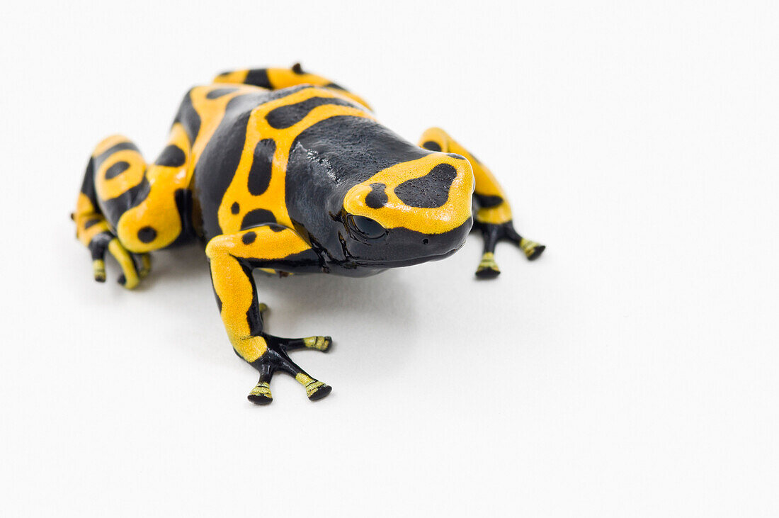 'Black And Yellow Poison Dart Frog (Ranitomeya Imitator); Alberta, Canada'