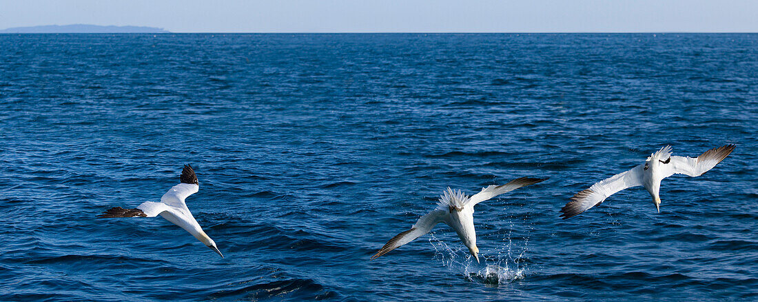 '3 Gannets Diving For Fish; Perce, Quebec, Canada'