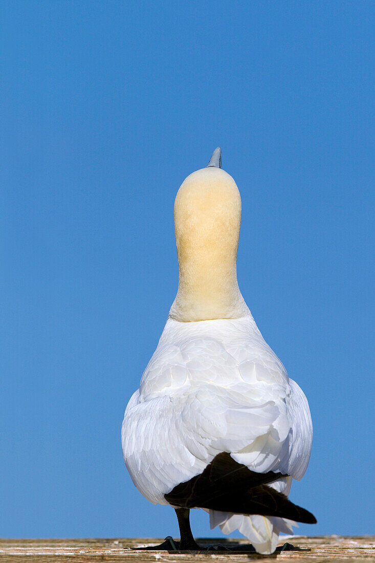 'A Single Gannet Searches For The Sky For Her Mate; Perce, Quebec, Canada'