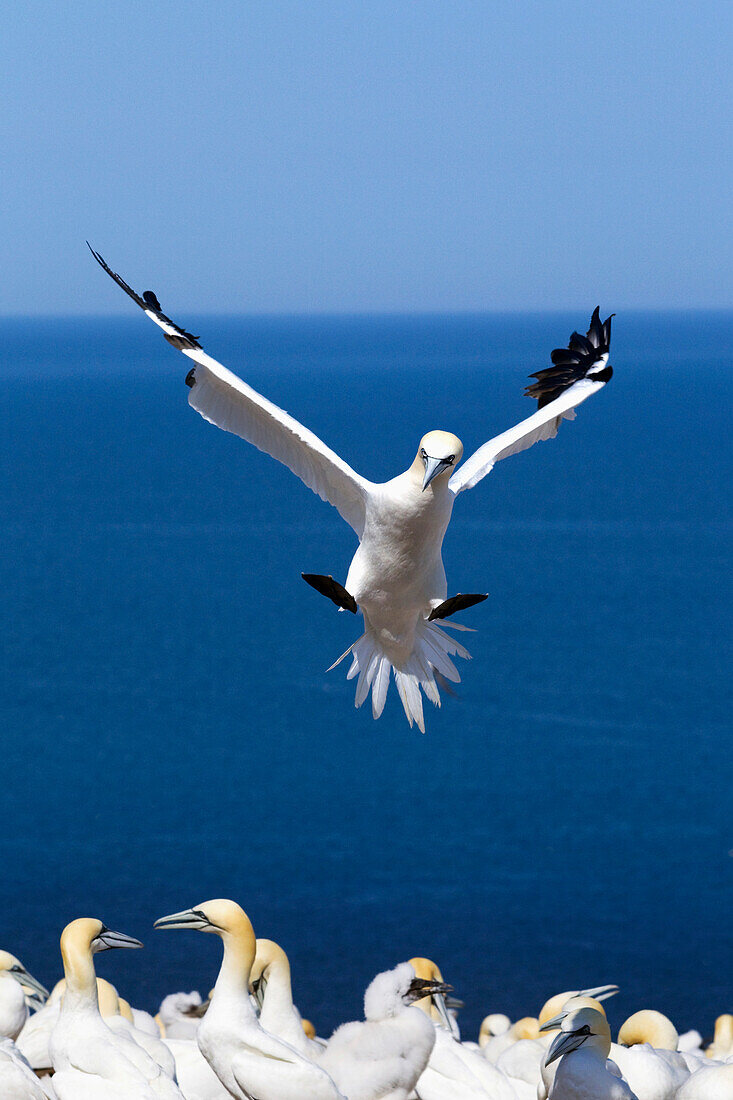 'Gannet About To Land Into The Colony On Bonaventure Island; Perce, Quebec, Canada'