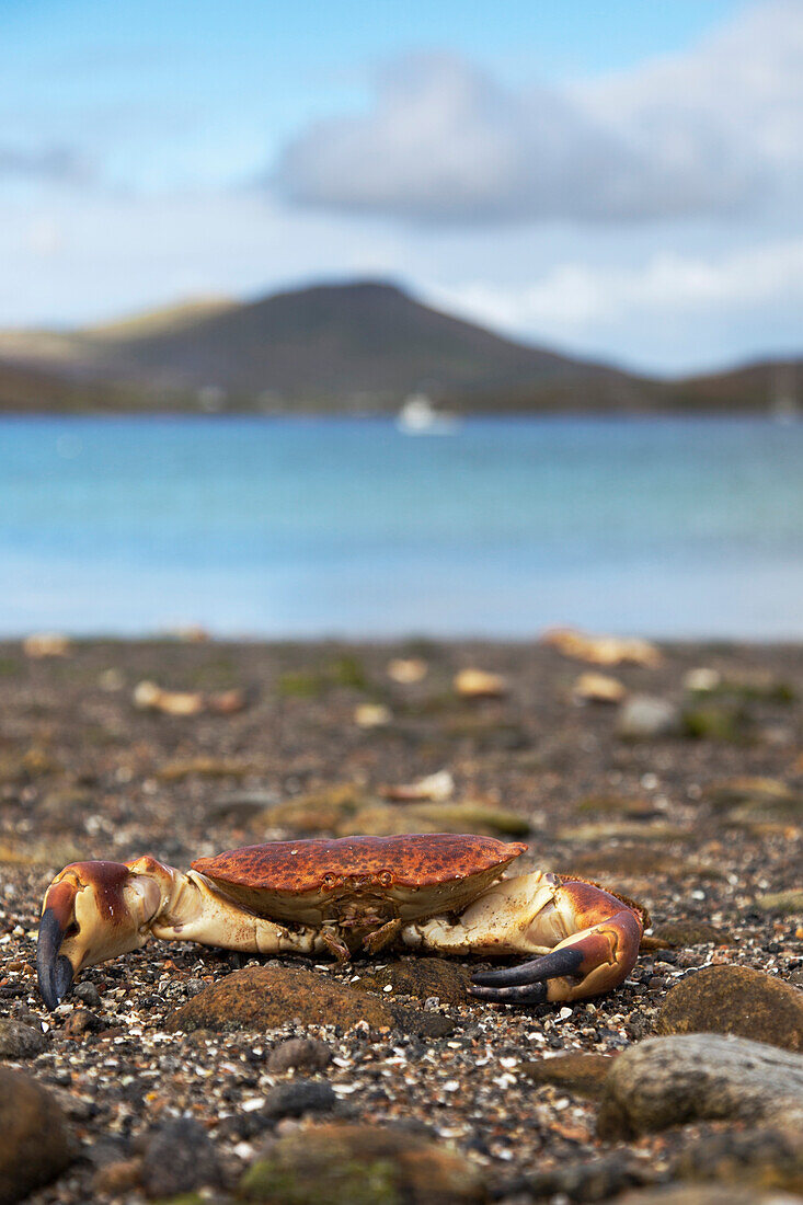 'A Crab On The Shore; Isle Of Barra, Scotland'