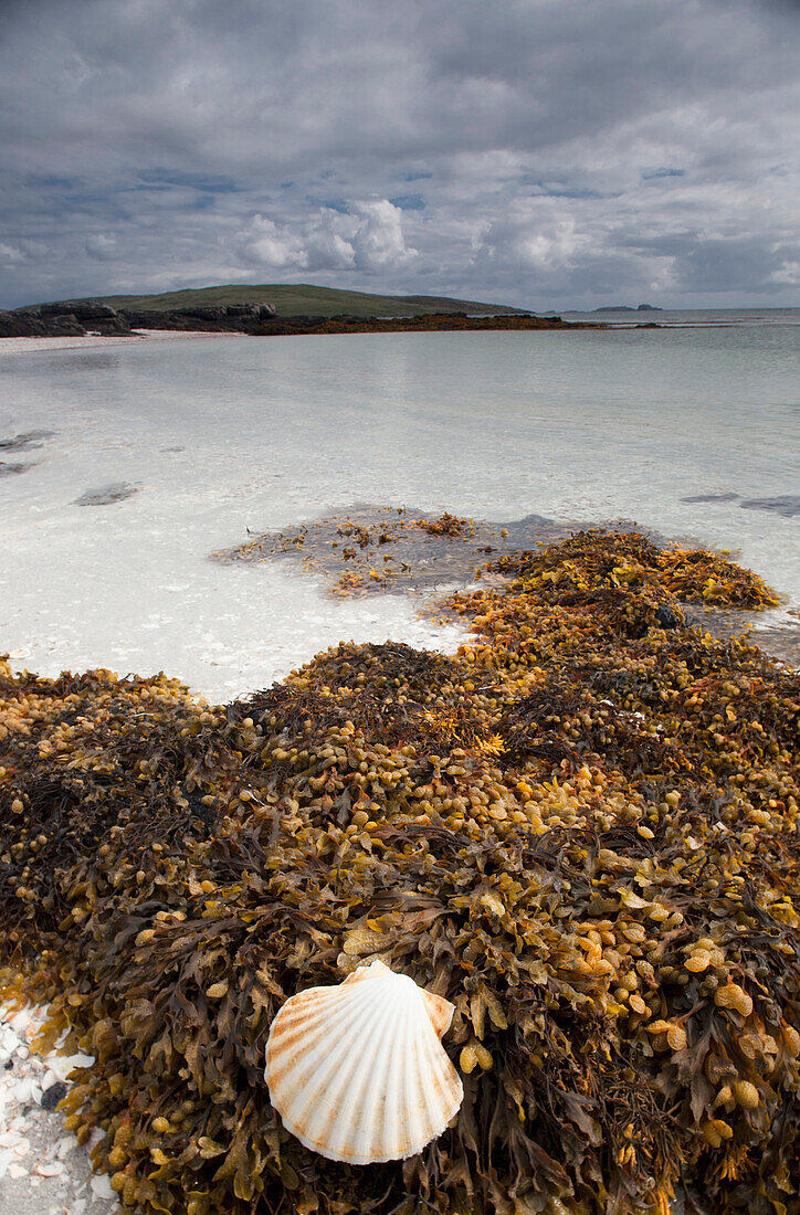 'Shell And Seaweed On The Shore On Eilogarry Beach; Isle Of Barra, Scotland'