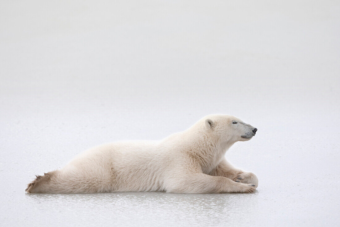 'Polar Bear (Ursus Maritimus) Laying On A Lake Of Ice; Churchill, Manitoba, Canada'