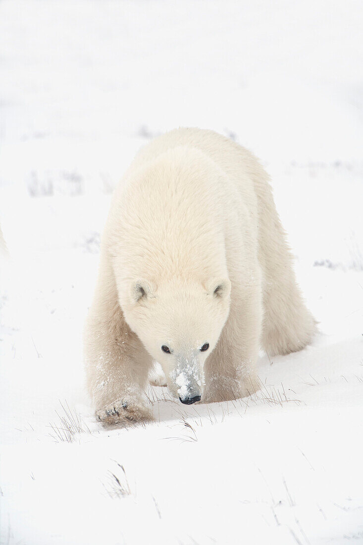 'Curious Young Polar Bear (Ursus Maritimus) Exploring; Churchill, Manitoba, Canada'