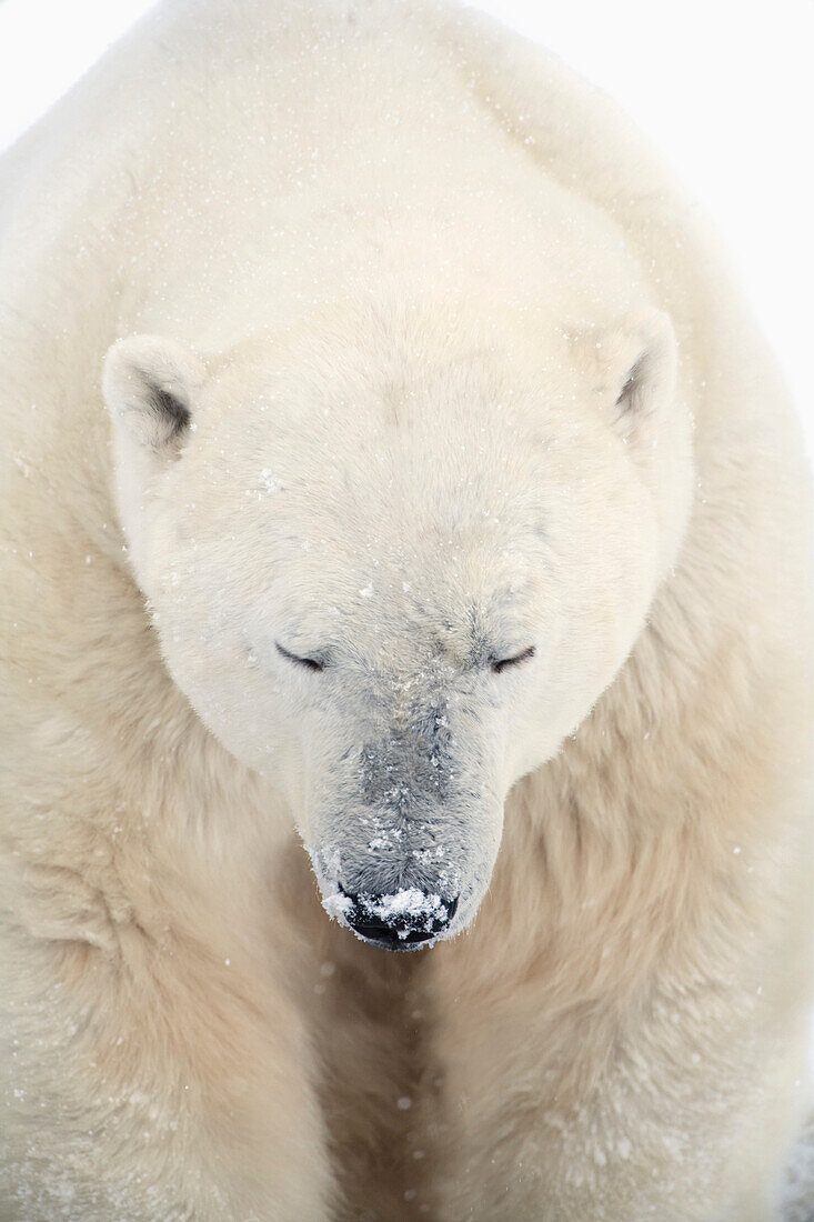 'A Polar Bear (Ursus Maritimus) Resting With It's Eyes Closed; Churchill, Manitoba, Canada'