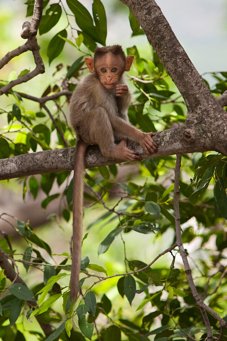 'A Monkey Perched In A Tree; Tamil Nadu, India'