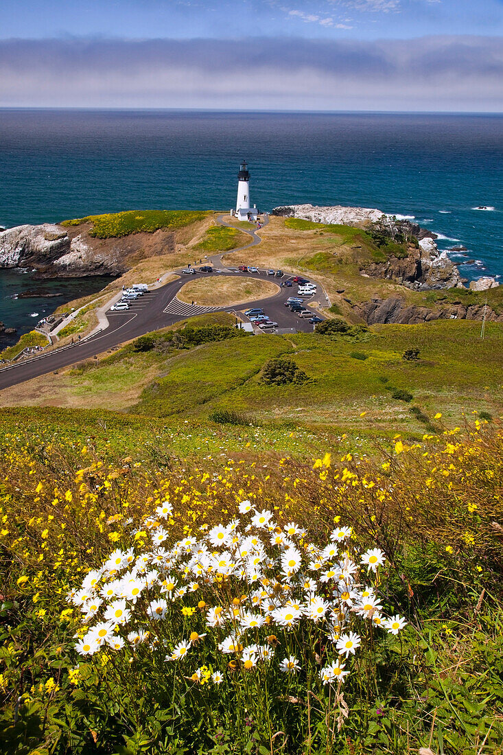 'Wildflowers And Yaquina Head Lighthouse; Oregon, United States Of America'