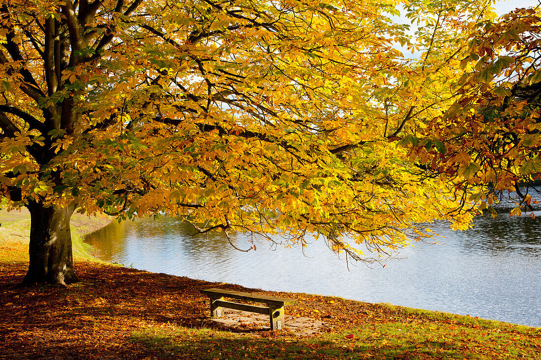 'A Large Tree And Bench Along The Water In Autumn; North Yorkshire, England'