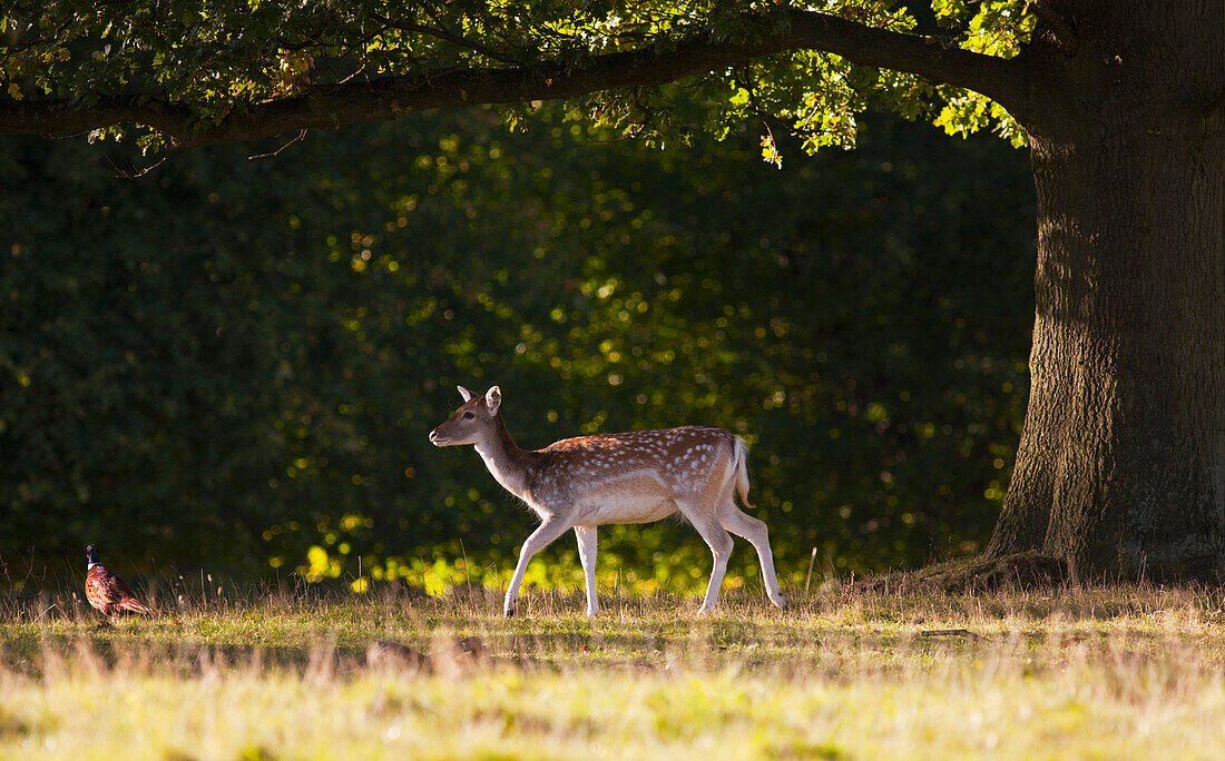 'A Deer (Cervidae) Walking Across The Grass; North Yorkshire, England'