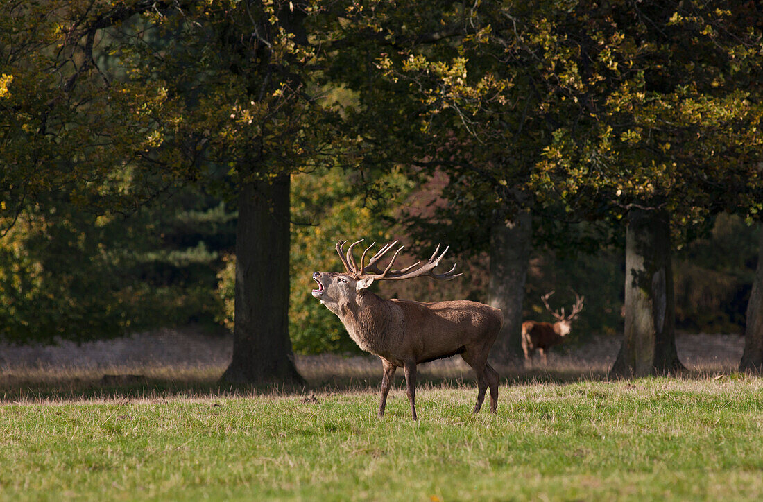'A Male Deer (Cervidae) Standing In A Field And Calling While Another Deer Watches; North Yorkshire, England'