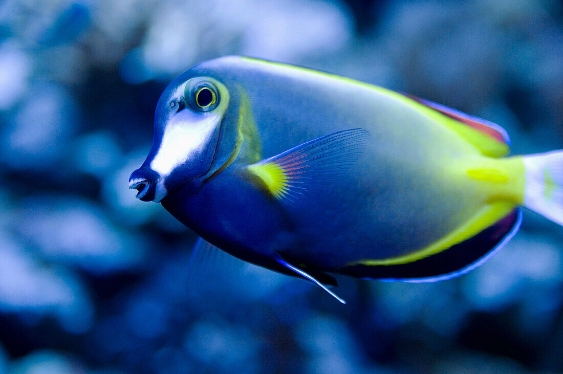 'A Blue Tropical Fish With Yellow Stripes; Seattle, Washington, United States Of America'