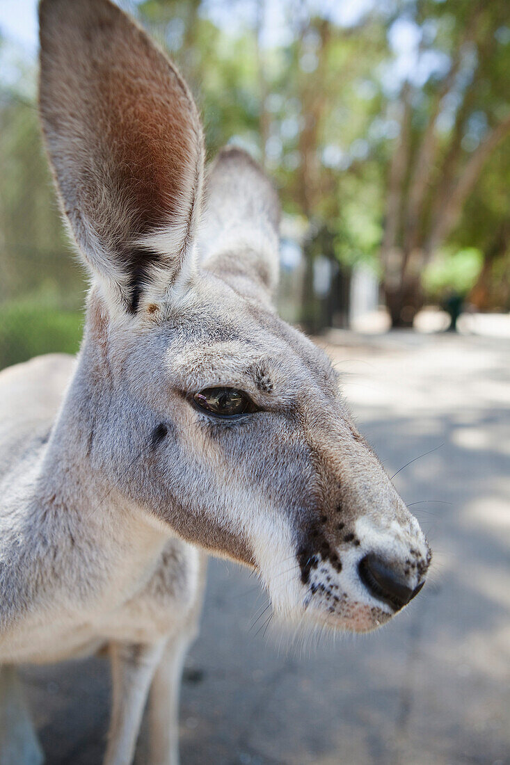 'A Kangaroo; Queensland, Australia'