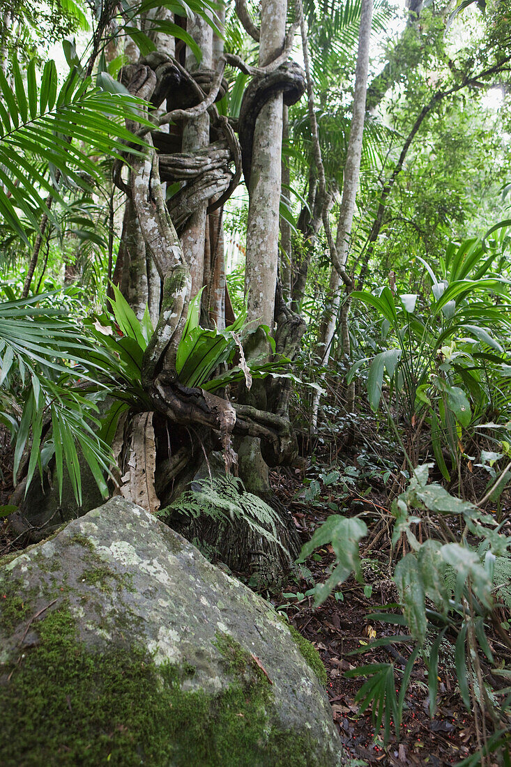 'Trees In The Rainforest; Gold Coast Hinterland, Queensland, Australia'