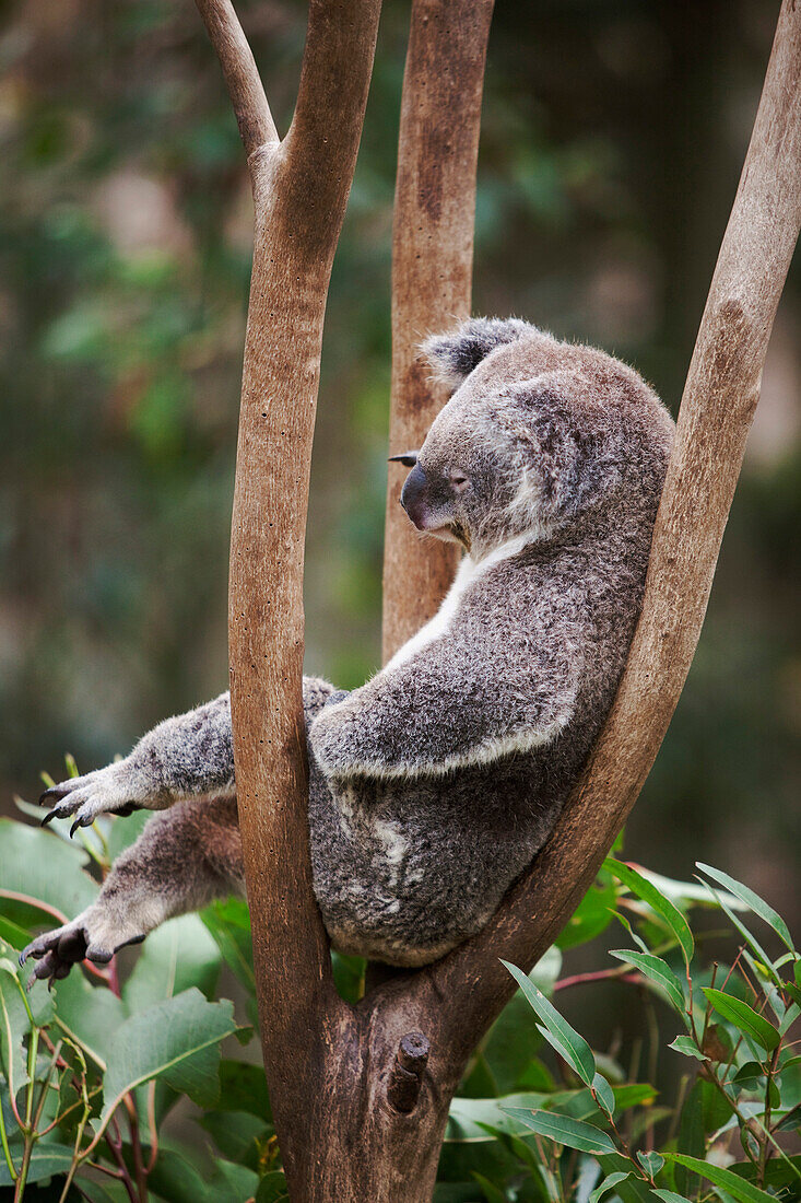'A Koala Bear (Phascolarctos Cinereus) In A Tree; Gold Coast, Queensland, Australia'