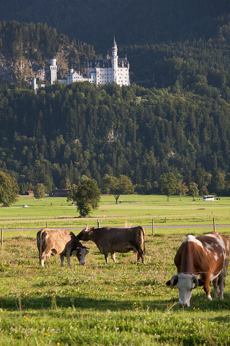 'Bavarian Castle On A Mountain Side With Cattle In The Fields In The Foreground; Fussen, Germany'