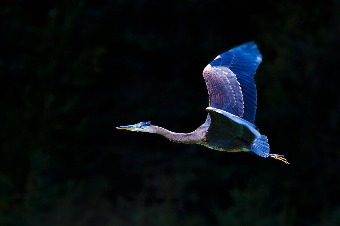 'Great Blue Heron (Ardea Herodias) In Flight; Skagway, Alaska, United States Of America'