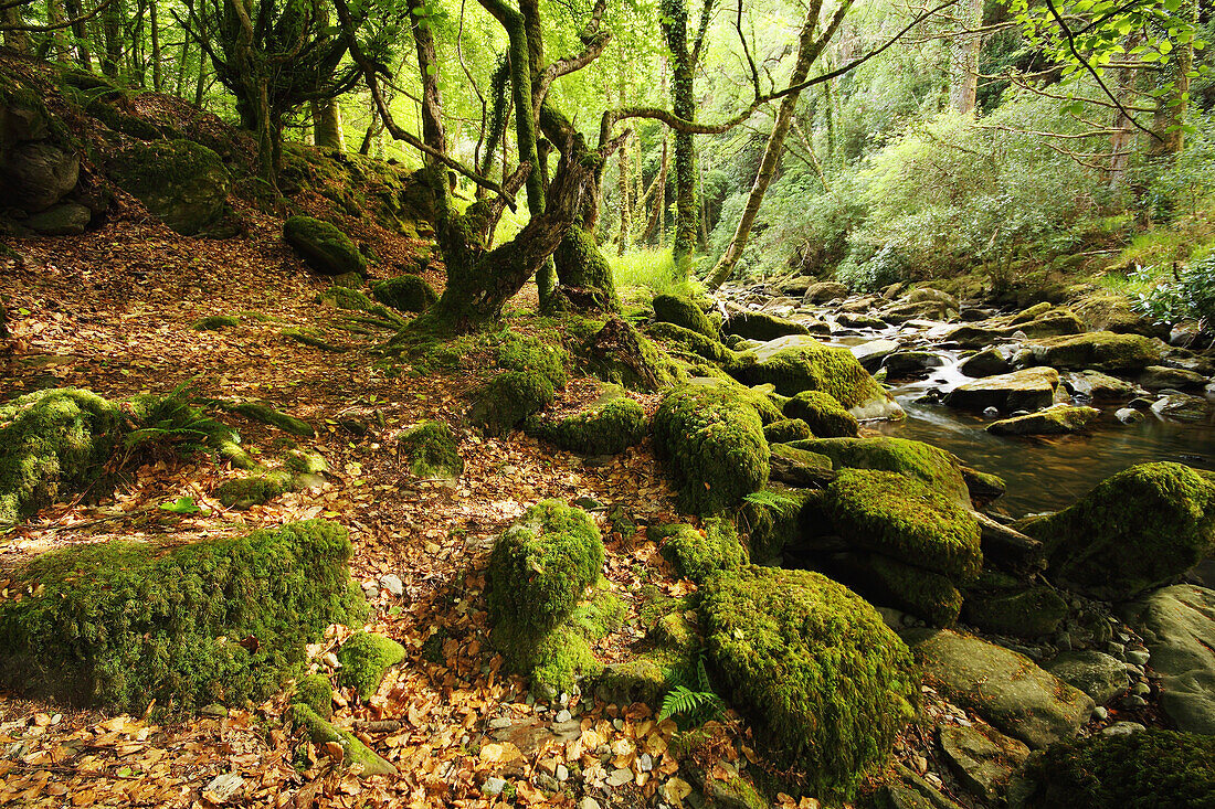 'Owengarriff River In Killarney National Park In Munster Region; County Kerry, Ireland'
