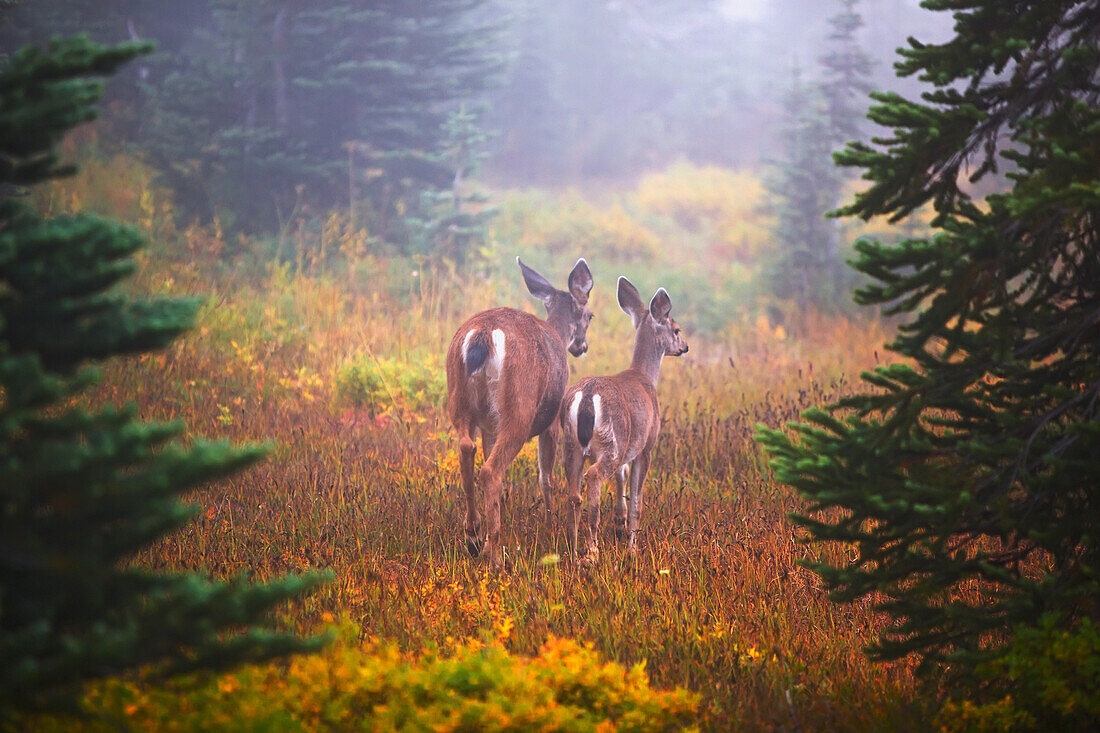 'Deer In The Fog In Paradise Park In Mt. Rainier National Park; Washington, United States Of America'