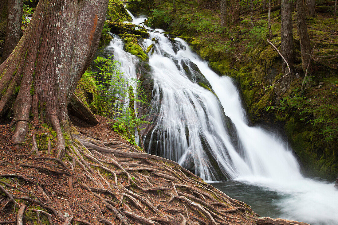 'A Waterfall At Still Creek In Mt. Hood National Forest In The Oregon Cascade Mountains; Oregon, United States Of America'