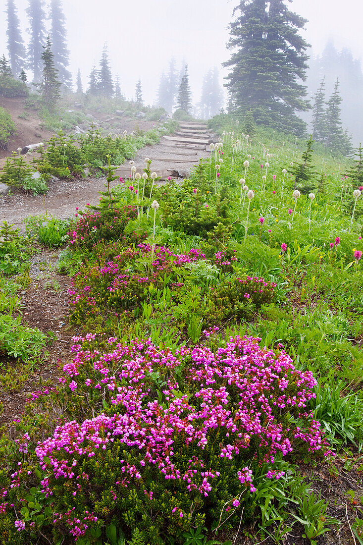 'A Hiking Trail In The Fog In Paradise Park In Mt. Rainier National Park; Washington, United States Of America'