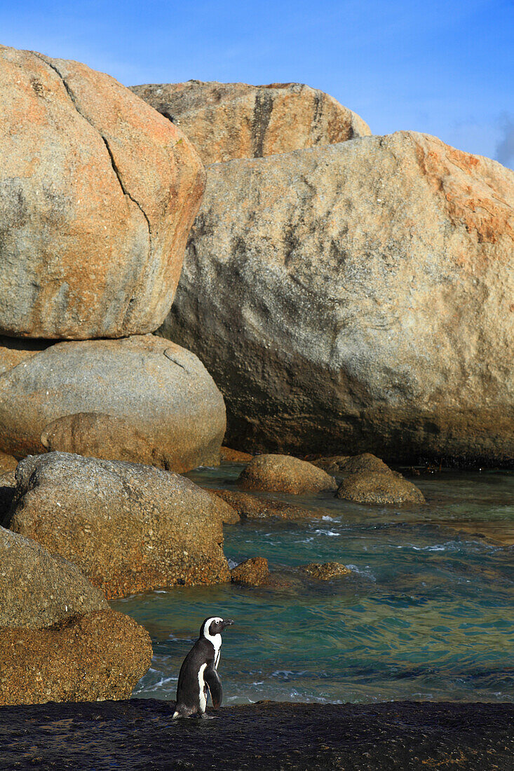 South Africa. Boulders beach. African penguins