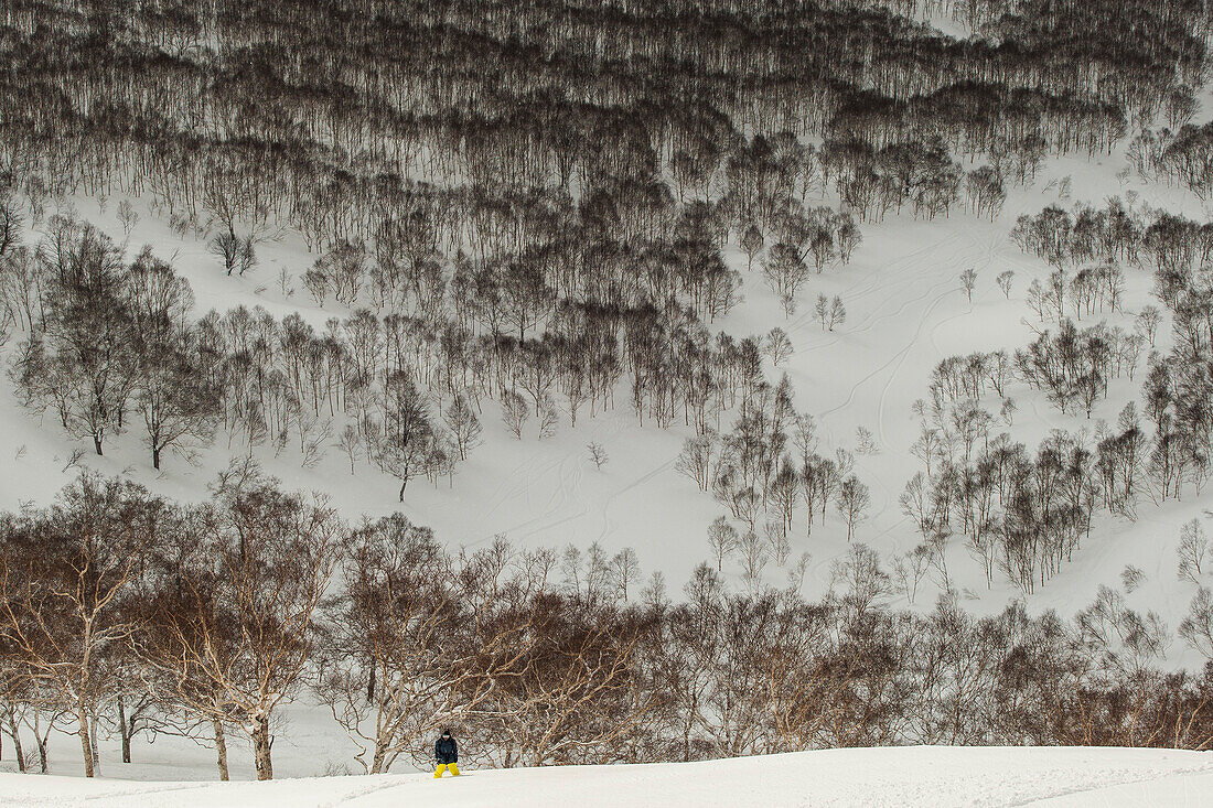 winter landscape in japan, niseko, hokkaido