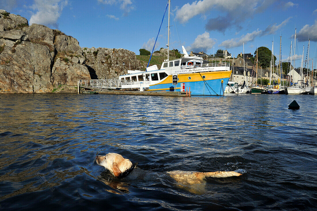 France, Brittany, Morbihan, La Roche-Bernard, dog swimming in marina, port.