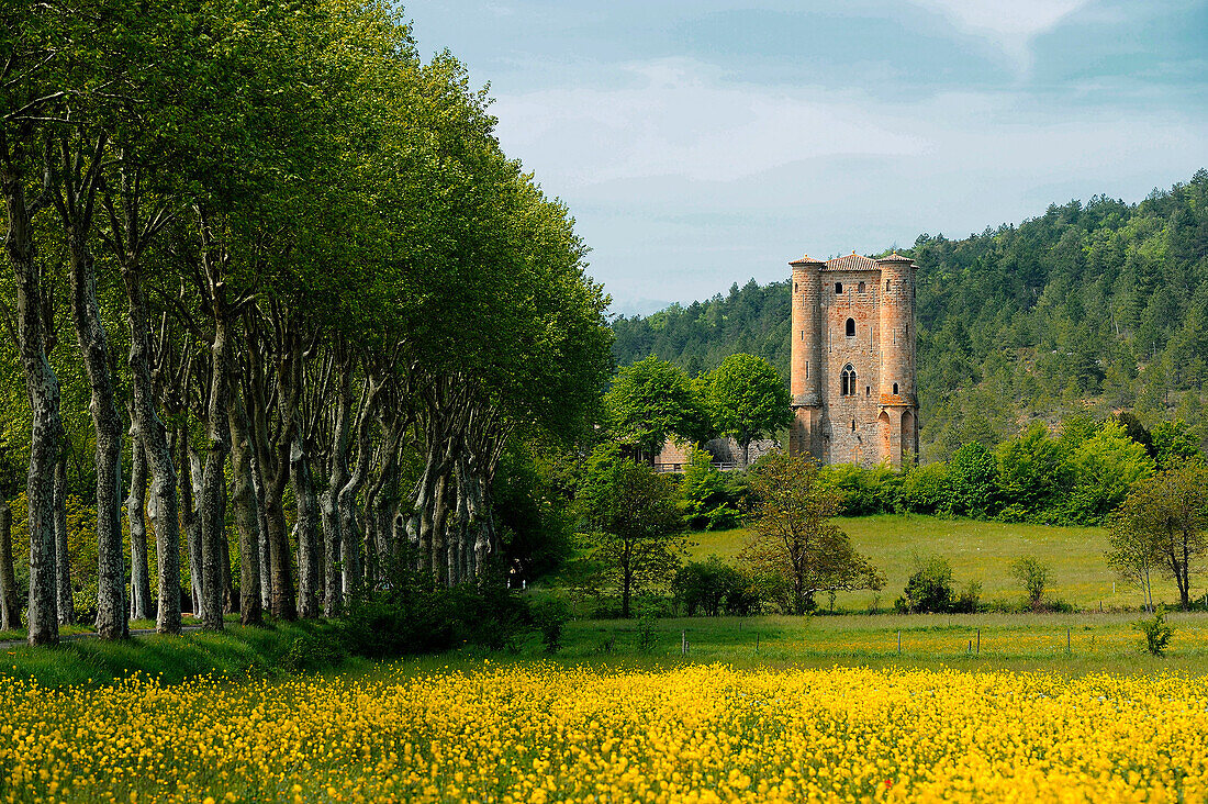 France. Aude. The tower of Arques in lush greenery. An avenue of trees on the left